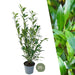 Laurel Caucasica H125Cm Per 10 Metri Lineari Di Siepe 25X12L