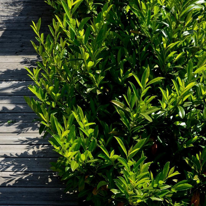 Laurel Caucasica H125Cm Per 10 Metri Lineari Di Siepe 25X12L