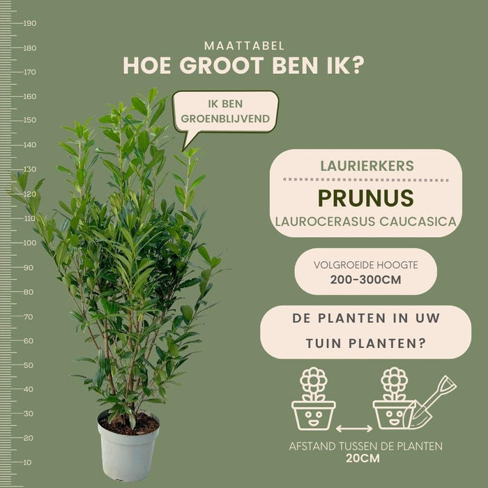 Laurel Caucasica H150Cm Per 10 Metri Lineari Di Siepe 20X15L