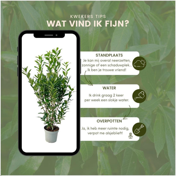 Laurel Caucasica H150Cm Per 10 Metri Lineari Di Siepe 20X15L