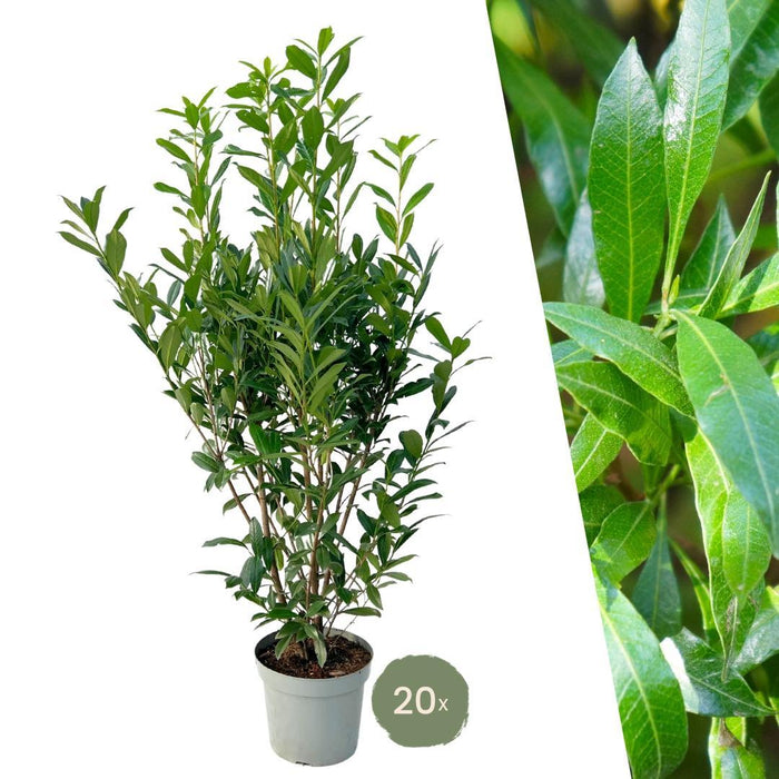 Laurel Caucasica H150Cm Per 10 Metri Lineari Di Siepe 20X15L