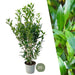 Laurel Caucasica H150Cm Per 10 Metri Lineari Di Siepe 20X15L