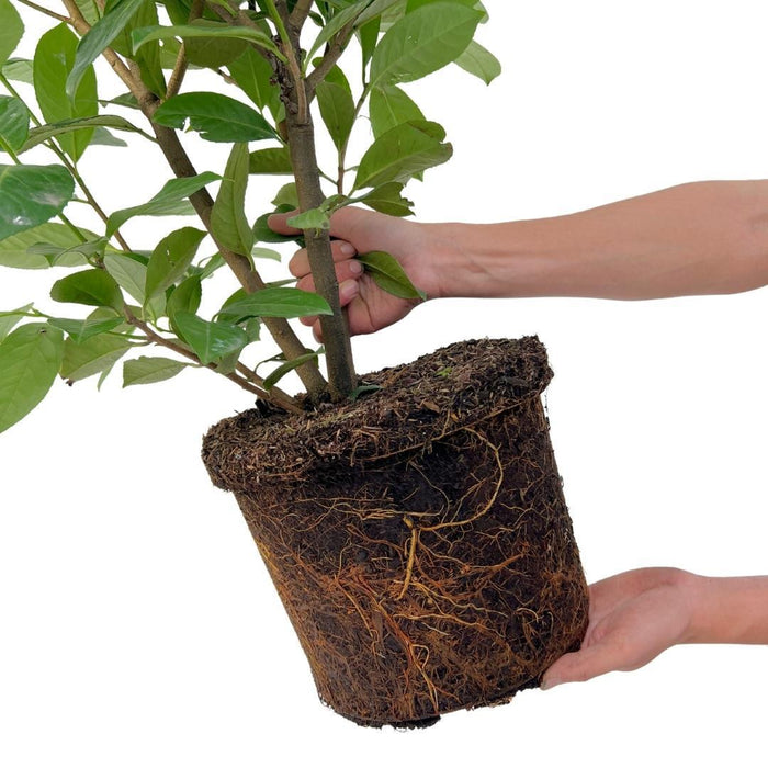 Alloro Ciliegio H125Cm Per 10 Metri Lineari Di Siepe 25X12L