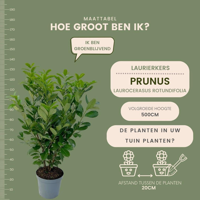 Alloro Ciliegio H125Cm Per 10 Metri Lineari Di Siepe 25X12L