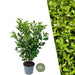 Alloro Ciliegio H125Cm Per 10 Metri Lineari Di Siepe 25X12L