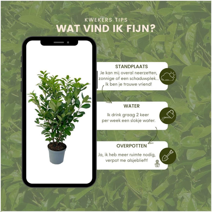 Alloro Ciliegio H150Cm Per 10 Metri Lineari Di Siepe 20X15L