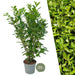 Alloro Ciliegio H150Cm Per 10 Metri Lineari Di Siepe 20X15L
