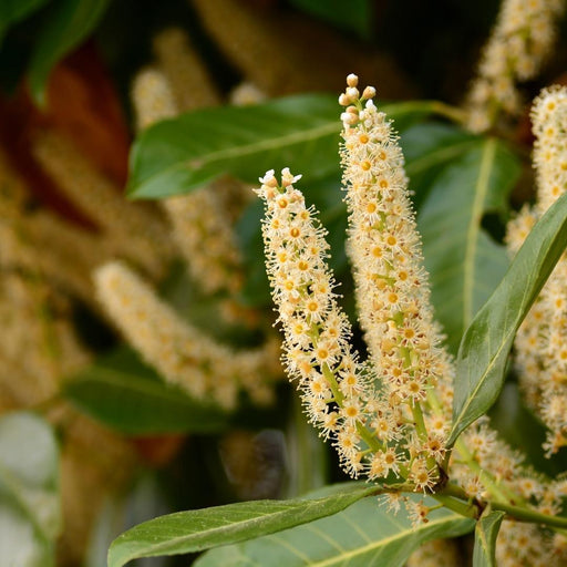 Alloro H125Cm Per 10 Metri Lineari Di Siepe 25X12L