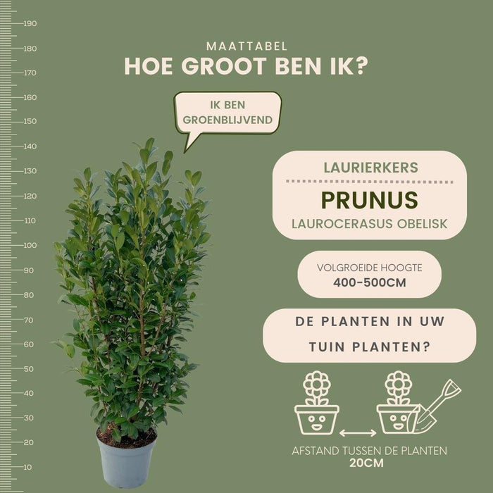 Alloro H125Cm Per 10 Metri Lineari Di Siepe 25X12L