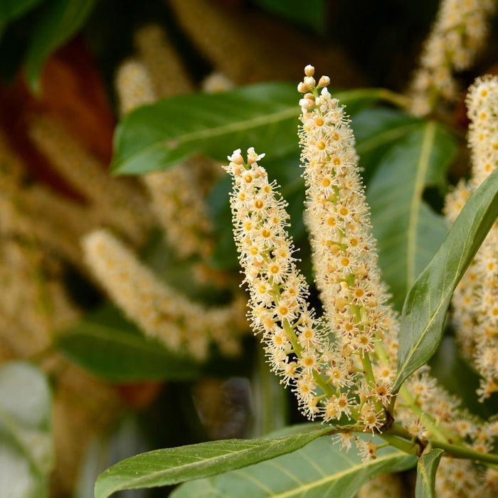 Alloro H150Cm Per 10 Metri Lineari Di Siepe 20X15L