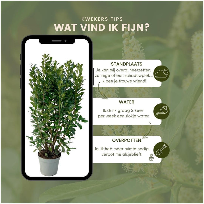 Alloro H150Cm Per 10 Metri Lineari Di Siepe 20X15L