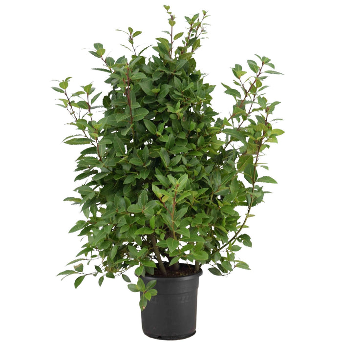 Laurel Laurus Nobilis - Arbusto Da Esterno