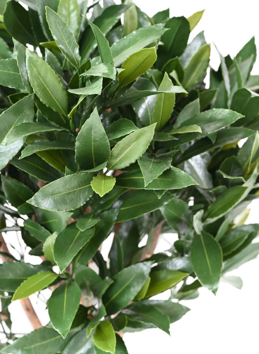 Nobilis Alloro Artificiale Resistente Uv H.130Cm Verde