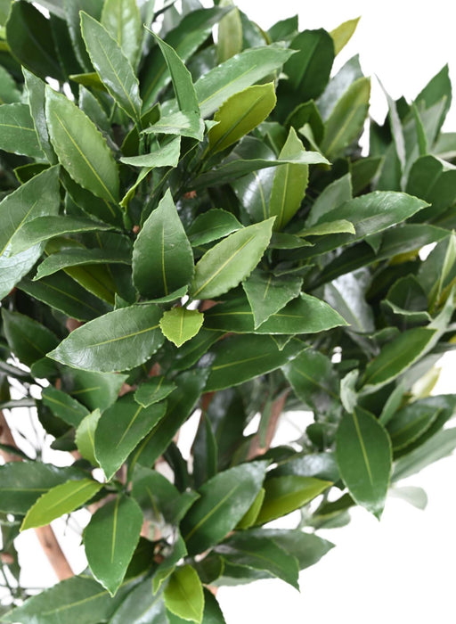 Nobilis Alloro Artificiale Resistente Uv H.130Cm Verde