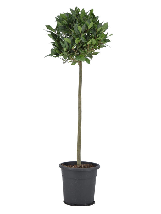 Laurel Nobilis Su Baule H120Cm