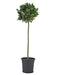 Laurel Nobilis Su Baule H120Cm