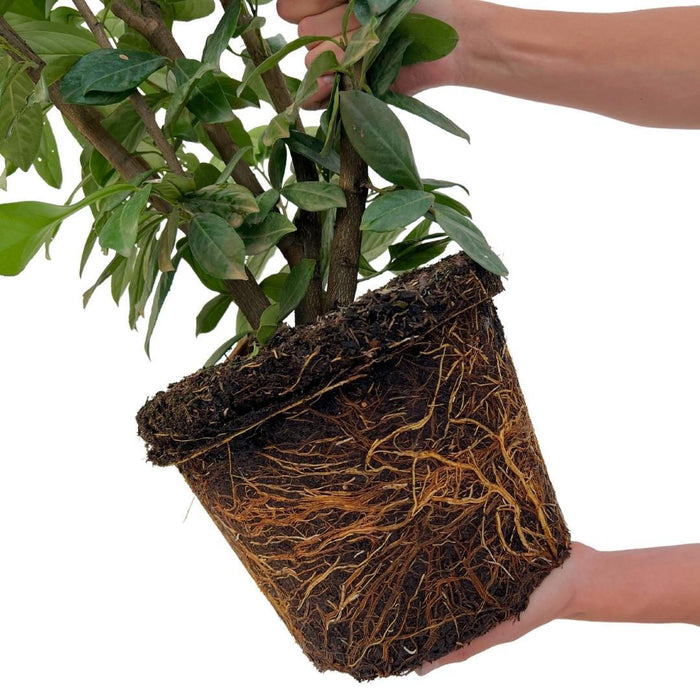 Laurel Novita H125Cm Per 10 Metri Lineari Di Siepe 25X12L