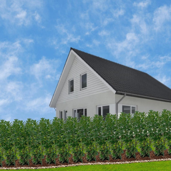 Laurel Novita H125Cm Per 10 Metri Lineari Di Siepe 25X12L