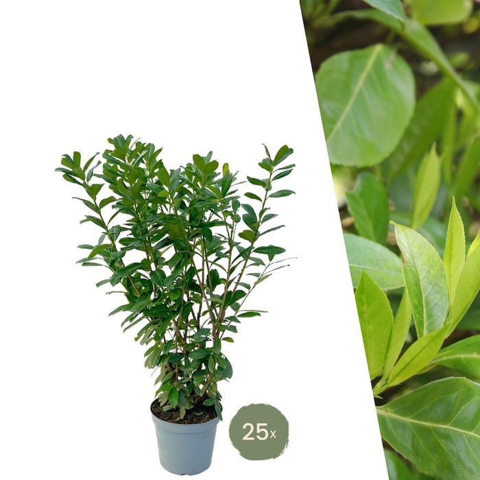 Laurel Novita H125Cm Per 10 Metri Lineari Di Siepe 25X12L