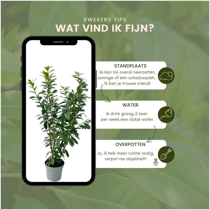 Laurel Novita H150Cm Per 10 Metri Lineari Di Siepe 20X15L