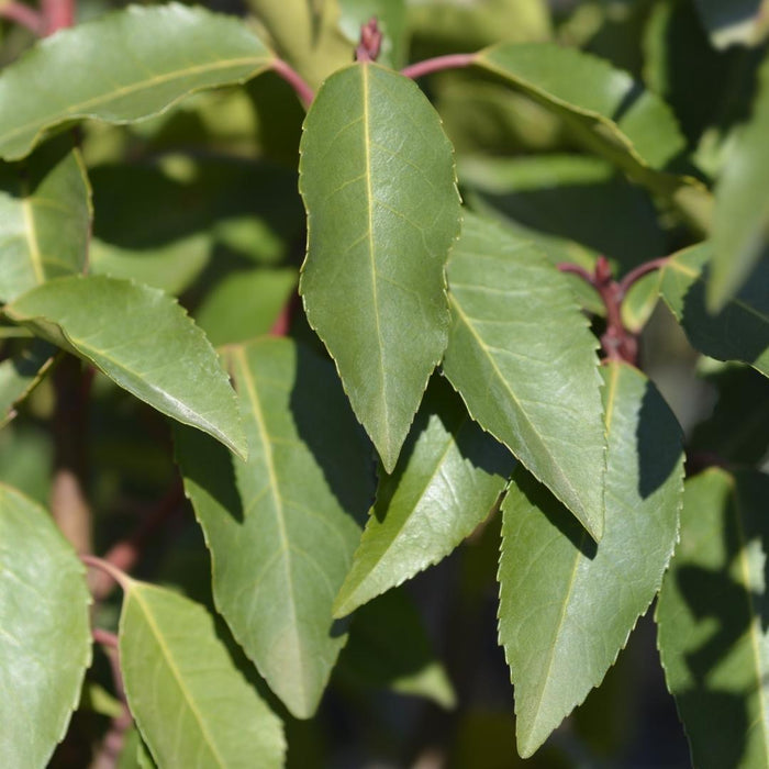 Alloro Portoghese H100Cm Per 10 Metri Lineari Di Siepe 25X12L