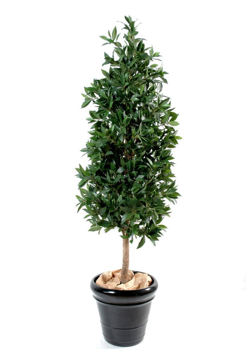 Piramide Artificiale Alloro 180 Cm Verde
