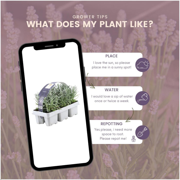 Lavanda Angustifolia - 12 Confezioni Da 6