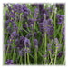 Lavanda Angustifolia Felice® Set Da 6 - 12 Cm - Pianta Da Fiore Per Esterni