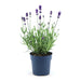 Lavanda Angustifolia Felice® Set Da 6 - 12 Cm - Pianta Da Fiore Per Esterni