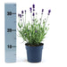 Lavanda Angustifolia Felice® Set Da 6 - 12 Cm - Pianta Da Fiore Per Esterni