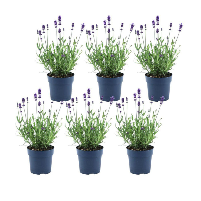 Lavanda Angustifolia Felice® Set Da 6 - 12 Cm - Pianta Da Fiore Per Esterni