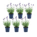 Lavanda Angustifolia Felice® Set Da 6 - 12 Cm - Pianta Da Fiore Per Esterni