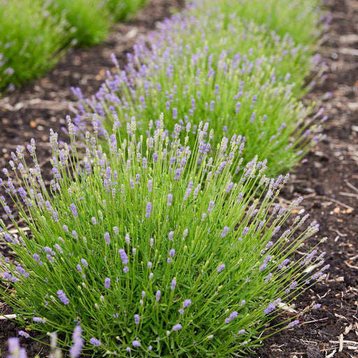 Lavanda Angustifolia Felice® Set Da 6 - 12 Cm - Pianta Da Fiore Per Esterni