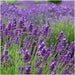 Lavanda Angustifolia Felice® X 24