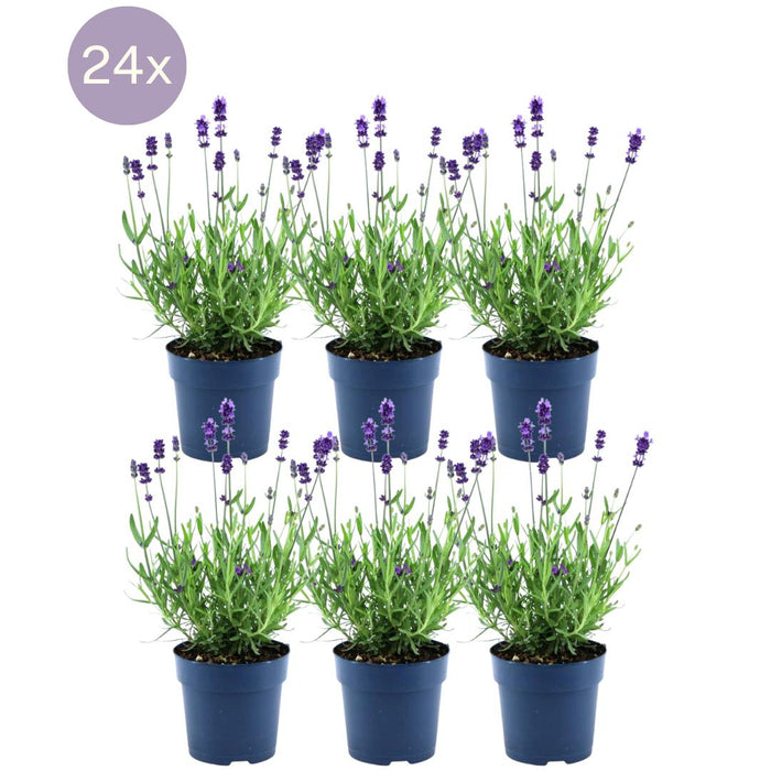 Lavanda Angustifolia Felice® X 24
