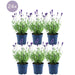 Lavanda Angustifolia Felice® X 24