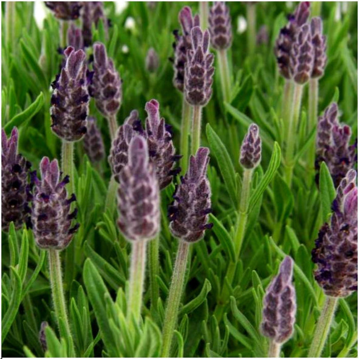 Lavanda Anouk X 24
