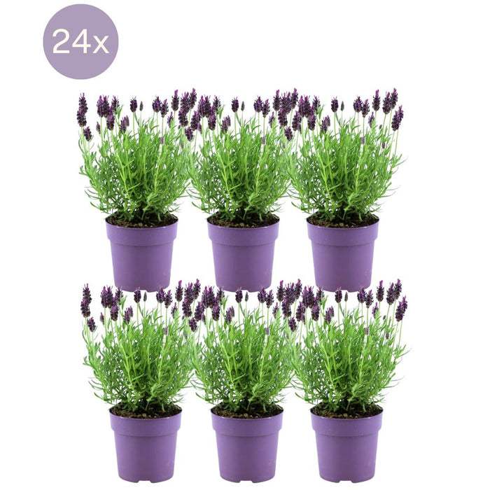 Lavanda Anouk X 24