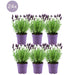 Lavanda Anouk X 24