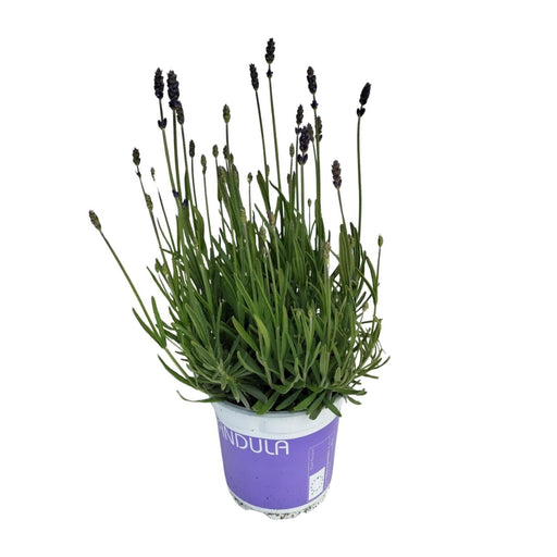 Blu Lavanda D12Cm H20Cm