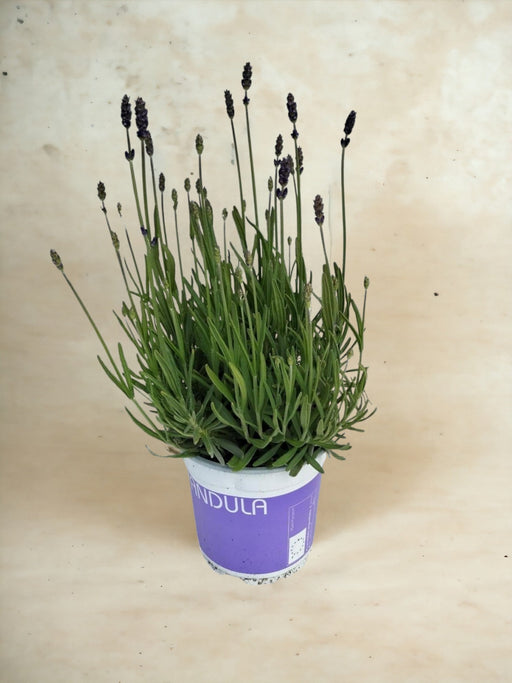 Blu Lavanda D12Cm H20Cm