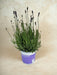 Blu Lavanda D12Cm H20Cm