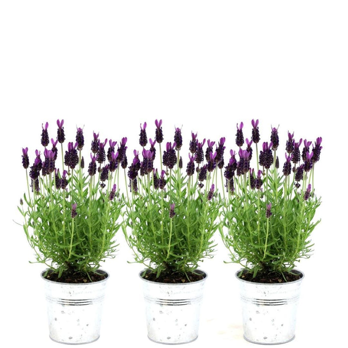 Lavanda In Vaso - Set Da 3 - Ø13 Cm - Pianta Da Esterno