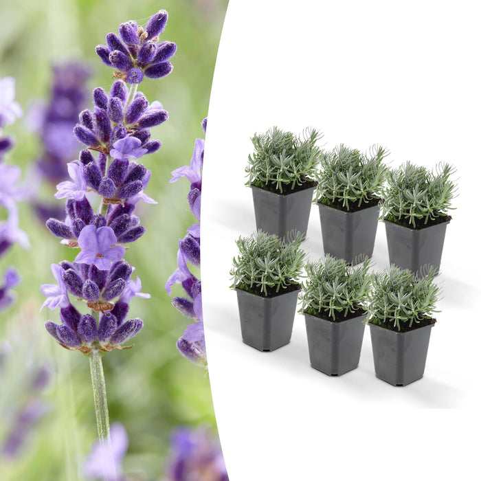 Lavanda 'Hidcote' - Set Da 6