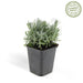 Lavanda 'Hidcote' - Set Da 6
