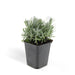 Lavanda 'Hidcote' - Set Da 6