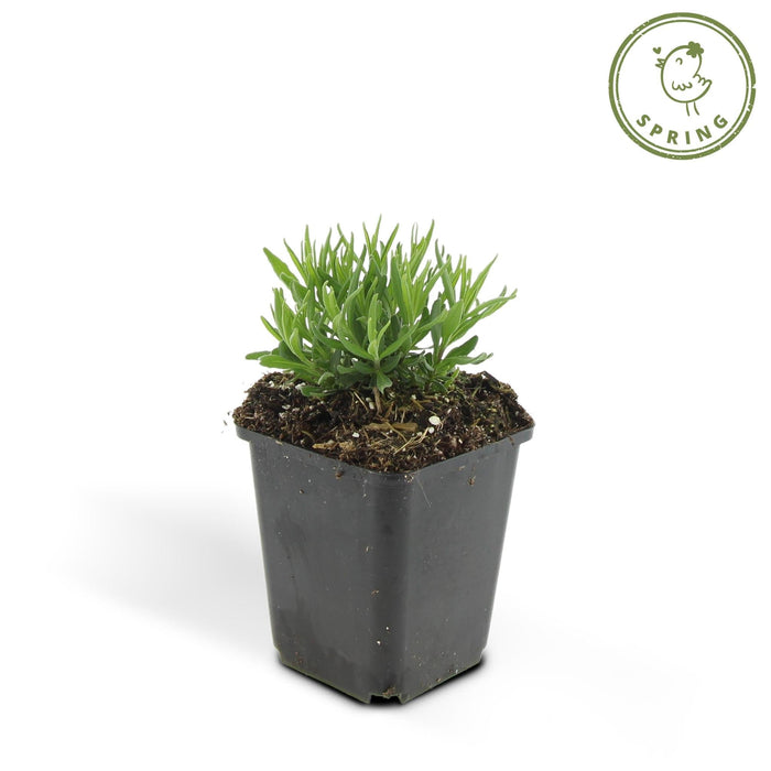 Lavanda 'Hidcote' - Set Da 6