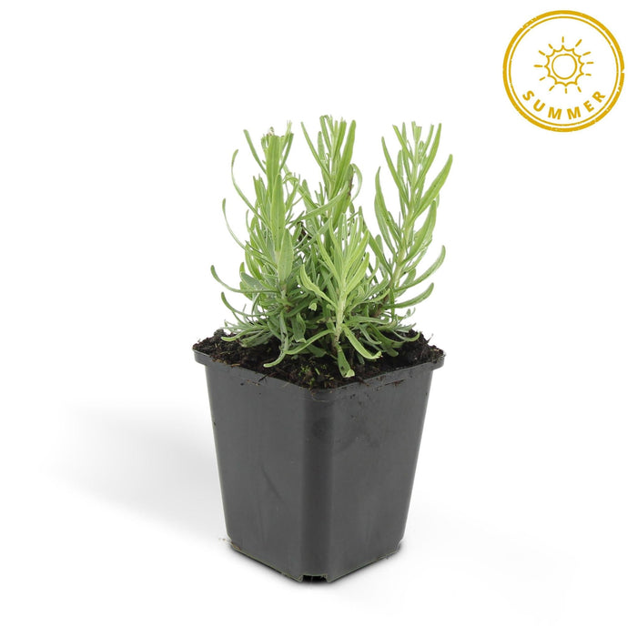 Lavanda 'Hidcote' - Set Da 6