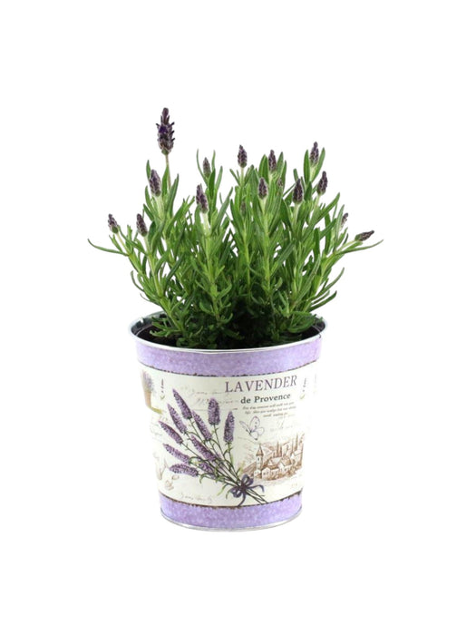 Lavanda St. 'Anouk' E Vaso Di Zinco