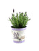 Lavanda St. 'Anouk' E Vaso Di Zinco